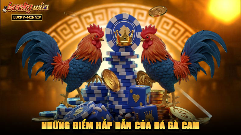 Những điểm hấp dẫn của đá gà Cam
