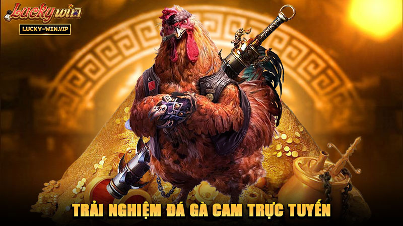 Trải nghiệm đá gà Cam trực tuyến