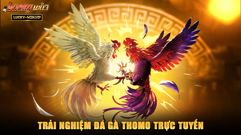 Trải nghiệm đá gà Thomo trực tuyến
